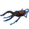 Beetle: Metopodontus mirabilis [Brown]