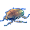 Beetle: Pachnoda fissipunctum [Chromatic]