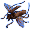 Beetle: Petrognatha gigas [Brown]