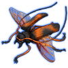 Beetle: Petrognatha gigas [Orange]