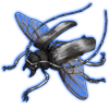 Beetle: Petrognatha gigas [White]