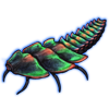 beetleplaterodriluscurtus.png