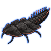 Beetle: Platerodrilus [ruficollis]
