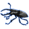 Beetle: Prosopocoilus savagei [Black]
