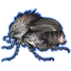 Beetle: Sparmannia flava [Chinchilla]