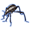 Beetle: Stenocara gracilipes [Striped]