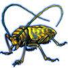 Beetle: Sternotomis strandi [Yellow]