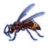 Beetle Nemesis: Vespa orientalis [Brown]
