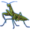 Beetle Nemesis: Sphodromantis viridis [Green]