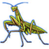 Beetle Nemesis: Sphodromantis viridis [Lush]