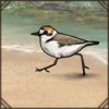 This cute bird wants to follow you, but remember to visit the coast more often as it's their natural habitat.