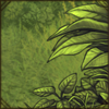 RainforestShrubsR.png