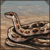 Only mildly venomous, this snake mistakenly got its name 'skaapsteker' meaning 'sheep stabber' after being accused of killing a large amount of sheep. It's an innocent noodle!