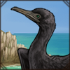 A threatened species of cormorant that needs a safe place to nest and thrive. Is your pride that place?