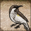 A fine feathered friend endemic to Socotra wants to join you on your travels.