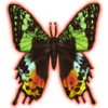 SunsetMoth_Icon.png