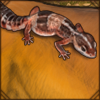That fat tail is fat for a reason--it's a store of reserves in case food is scarce.