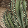 It's not a cactus and doesn't hold any liquid, so don't get any ideas. It sure is pretty though!