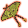 African Moon Moth