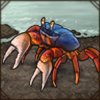 These little guys are capable hunters, ready to catch lizards, fish, insects, amphibians and even other crabs!