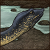 Known also as the Nile Softshell Turtle, this bizzare looking animal can be found in many rivers, lakes and brackish waters along African coast.