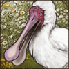 African Spoonbill