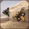 This moth is notable for its silk production. A fine fuzzy friend!