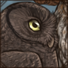 Anjouan Scops Owl