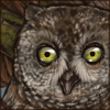 Annobon Scops Owl