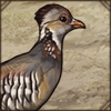 barbarypartridge_.png