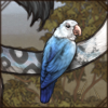 Bundle of Lovebirds [Blue Opaline]