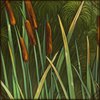 broadleafcattail.png