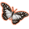 butterfly_angolawhitelady.png