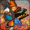 butterflytailwrap.png