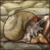 Pondoland Cannibal Snail