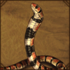 capecoralsnake.png