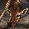 capegiraffecalf.png