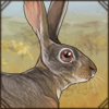 capehare.png