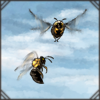 Carpenter Bee [2]