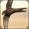 You can find this bird across Europe, North Africa and parts of the Middle East.