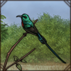 Rare and beautiful nectar-feeding bird.