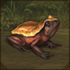 Congo Toad