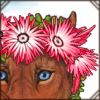 Flower Crown [Cape Strawflower]