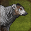 How cute! Those bright amber eyes are hypnotizing and draw you in and before you know it, you have a new friend clinging to you.