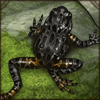 Does this frog run instead of hop? Only one way to find out...