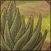 Thick Aloe Plant
