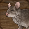 Giant Pouched Rat