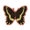 Narrow-Banded Swallowtail