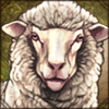 Dohne Merino Sheep