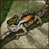 Though small, this chameleon stands out with its bright colors.